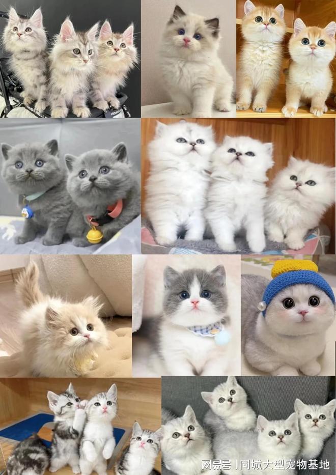 天津宠物店购买合同_天津比熊_天津来福乐猫犬舍北辰店