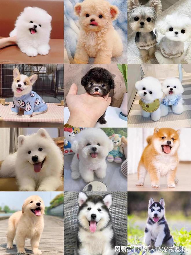 天津来福乐猫犬舍北辰店_天津宠物店购买合同_天津比熊