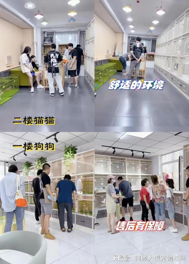 天津比熊_天津来福乐猫犬舍北辰店_天津宠物店购买合同