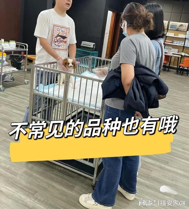 天津宠物猫狗在哪里买靠谱_天津比熊_天津福安家宠物店