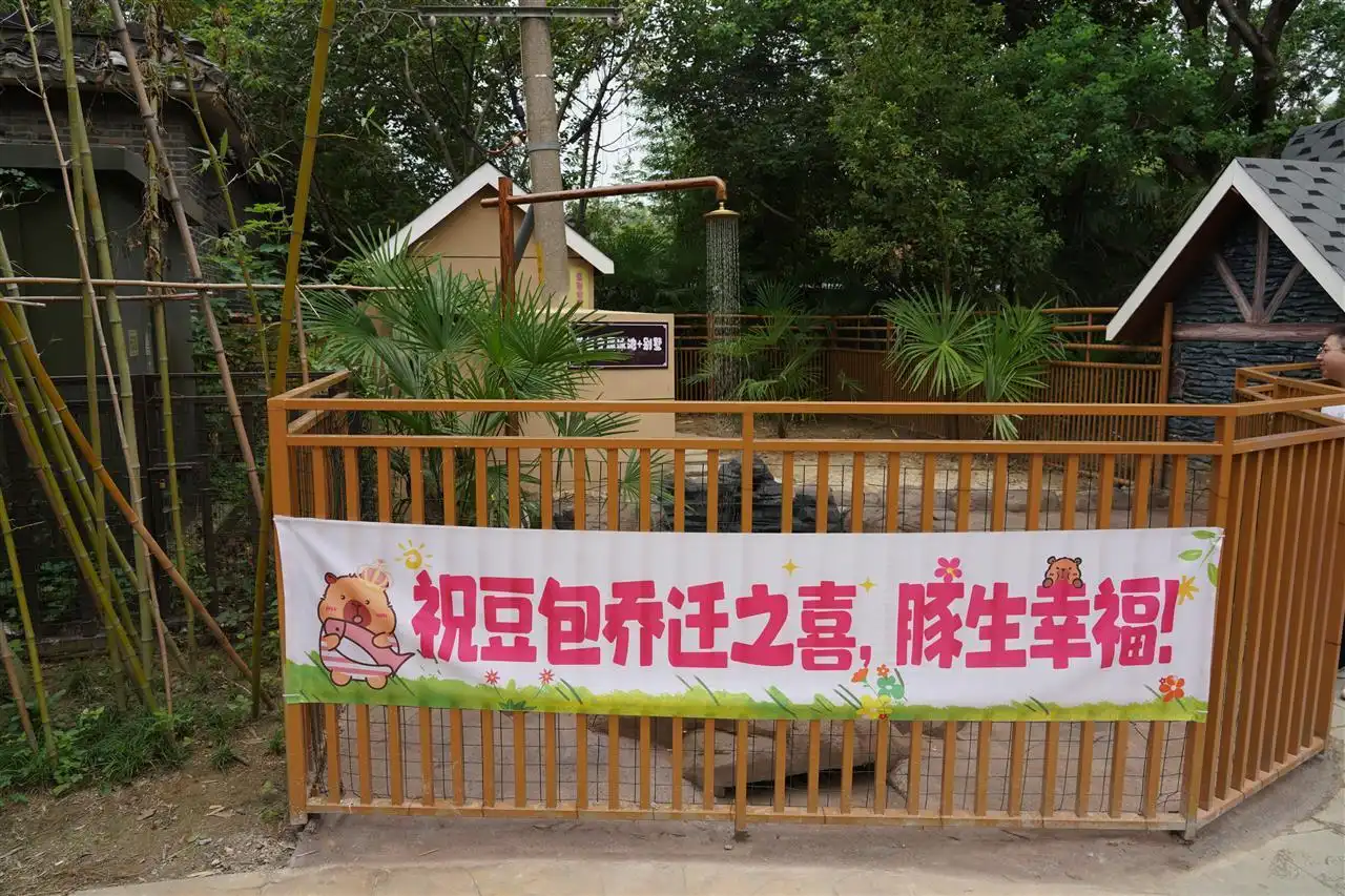 扬州茱萸湾动物园卡皮巴拉豆包乔迁新居_扬州“越狱”卡皮巴拉喜提泳池别墅_卡皮巴拉豆包新家私人泳池花园