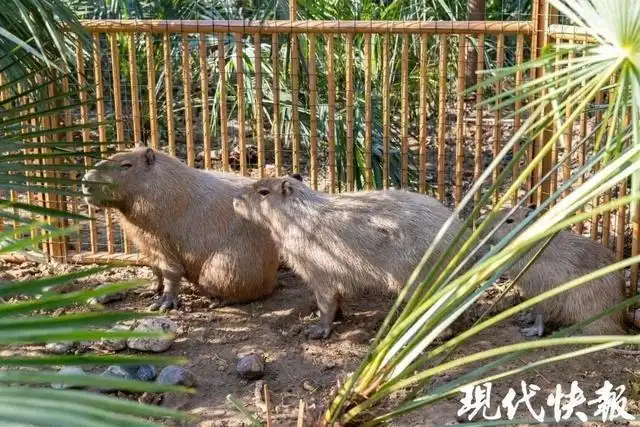 扬州茱萸湾动物园卡皮巴拉豆包乔迁新居_卡皮巴拉豆包新家私人泳池花园_扬州“越狱”卡皮巴拉喜提泳池别墅
