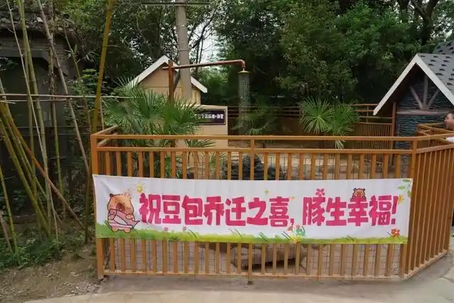 扬州“越狱”卡皮巴拉喜提泳池别墅_扬州茱萸湾动物园卡皮巴拉豆包喜迁新居_水豚豆包独栋别墅私人泳池花园