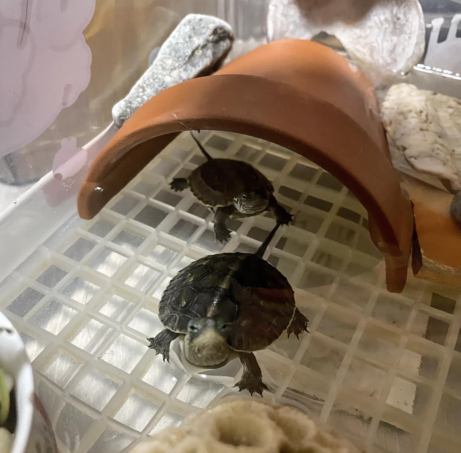 夏季养龟水质管理_夏季养龟温度控制_乌龟几天不喝水会死