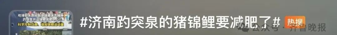 济南趵突泉锦鲤减肥中心_趵突泉锦鲤减肥提示牌_趵突泉锦鲤胖成“猪鲤”