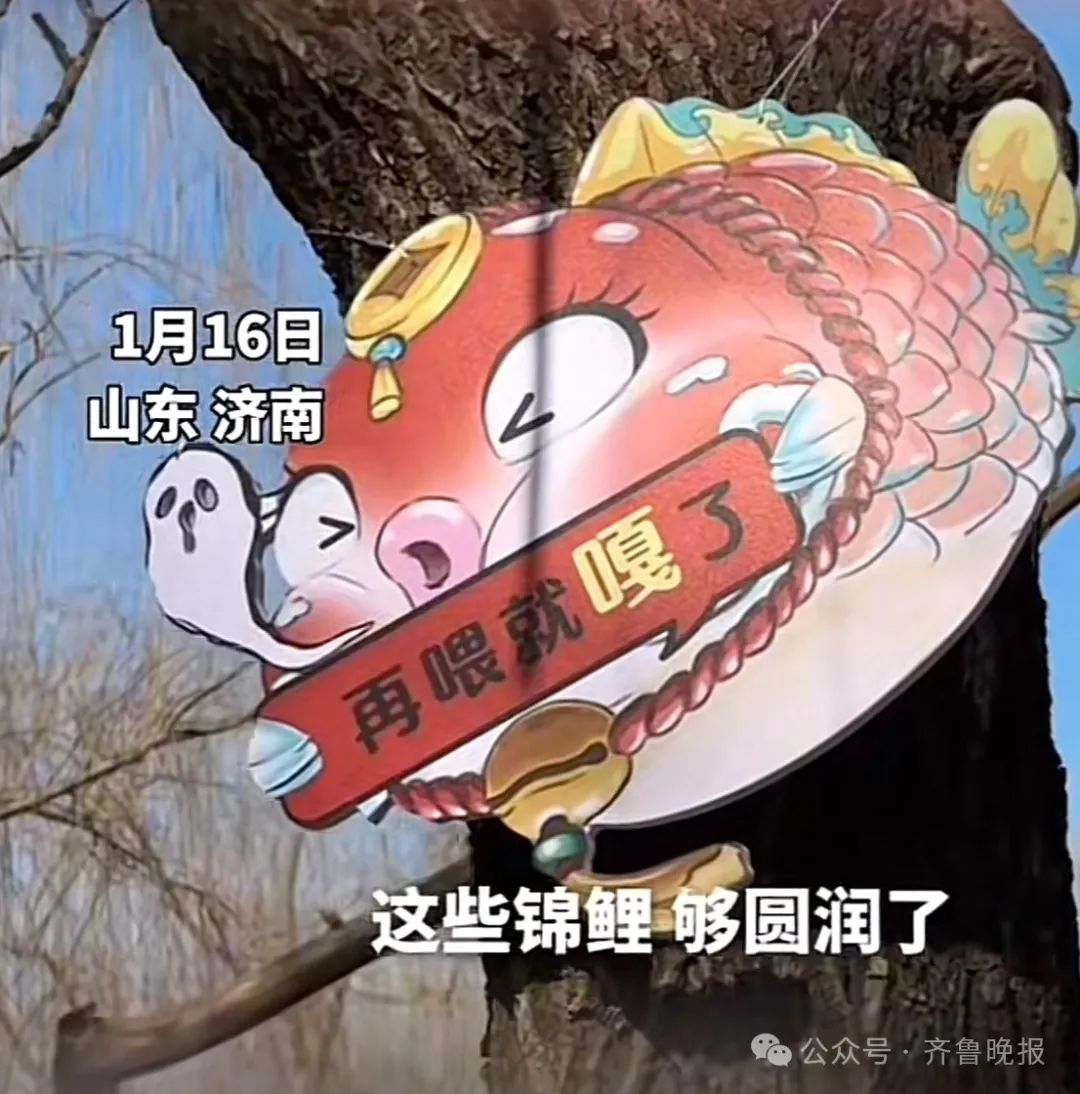 趵突泉锦鲤胖成“猪鲤”_趵突泉锦鲤减肥提示牌_济南趵突泉锦鲤减肥中心