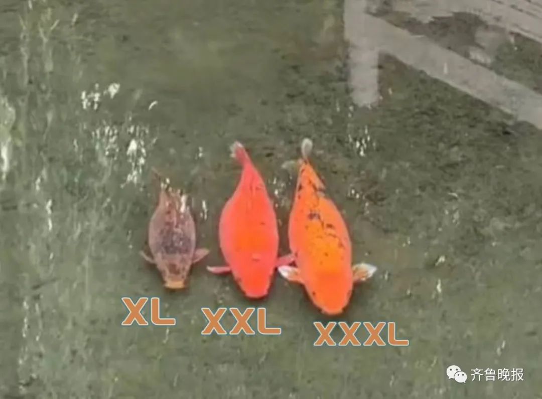 趵突泉锦鲤胖成“猪鲤”_济南趵突泉锦鲤减肥中心_趵突泉锦鲤减肥提示牌