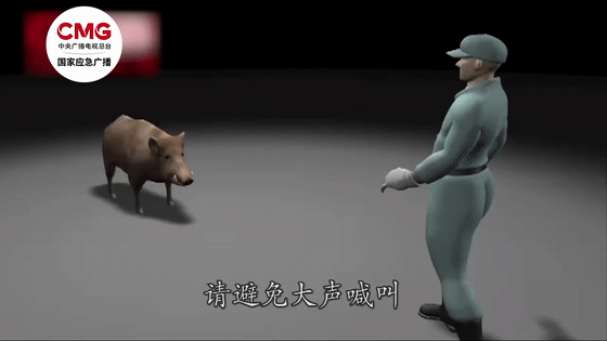 养猪场丢失20多头猪发现多支箭头_野猪致害案件频发_野猪进入居民区事件