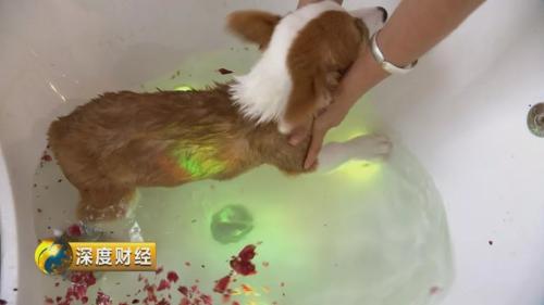 宠物消费升级趋势_萌宠经济市场规模_想收养狗狗的看这里