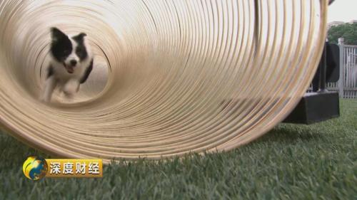 宠物消费升级趋势_萌宠经济市场规模_想收养狗狗的看这里