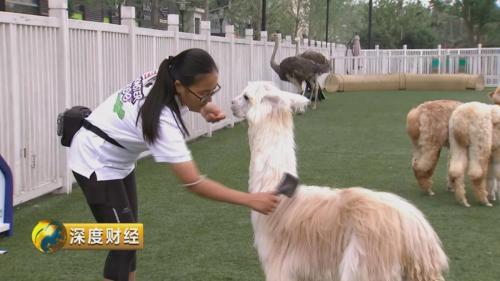 想收养狗狗的看这里_萌宠经济市场规模_宠物消费升级趋势