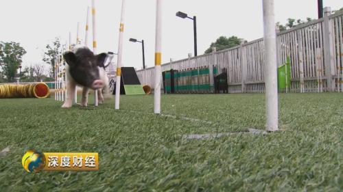 想收养狗狗的看这里_萌宠经济市场规模_宠物消费升级趋势