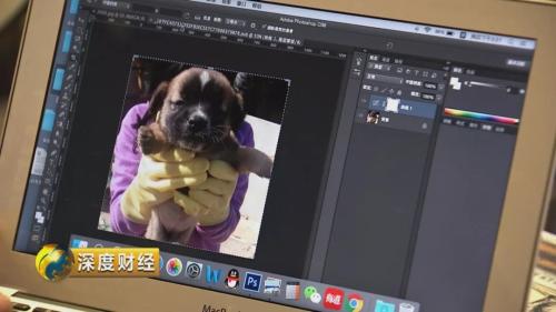 萌宠经济市场规模_宠物消费升级趋势_想收养狗狗的看这里