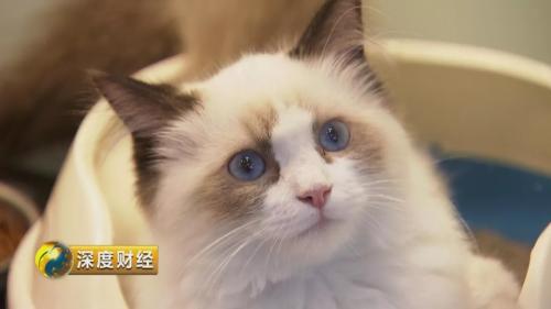 想收养狗狗的看这里_萌宠经济市场规模_宠物消费升级趋势