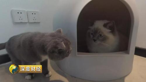 宠物消费升级趋势_想收养狗狗的看这里_萌宠经济市场规模