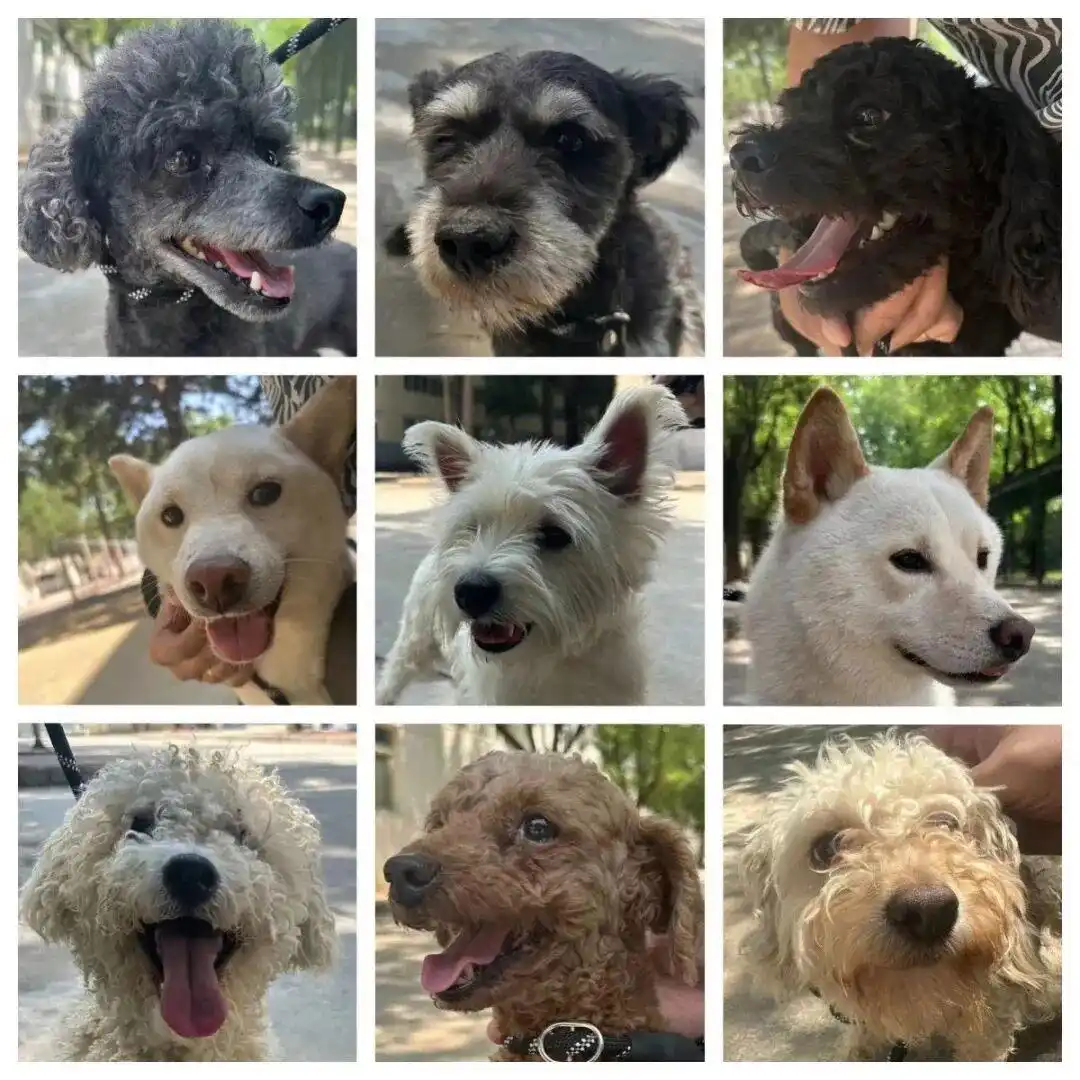 领养小狗这件大事