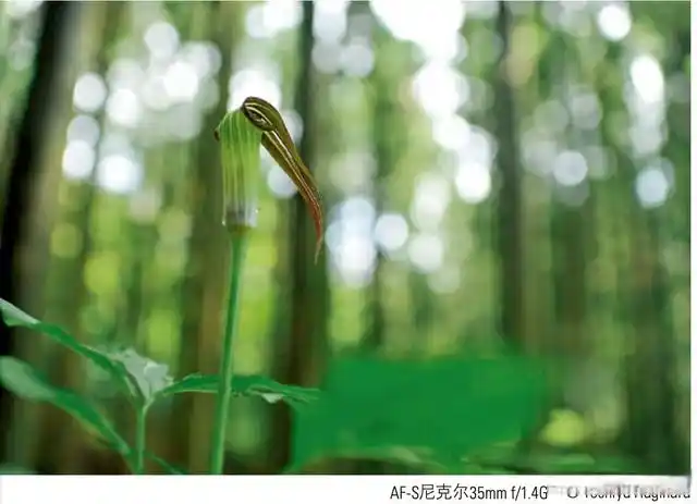 尼康玄学镜头_尼康金镜头什么意思_尼康三镜焦外成像