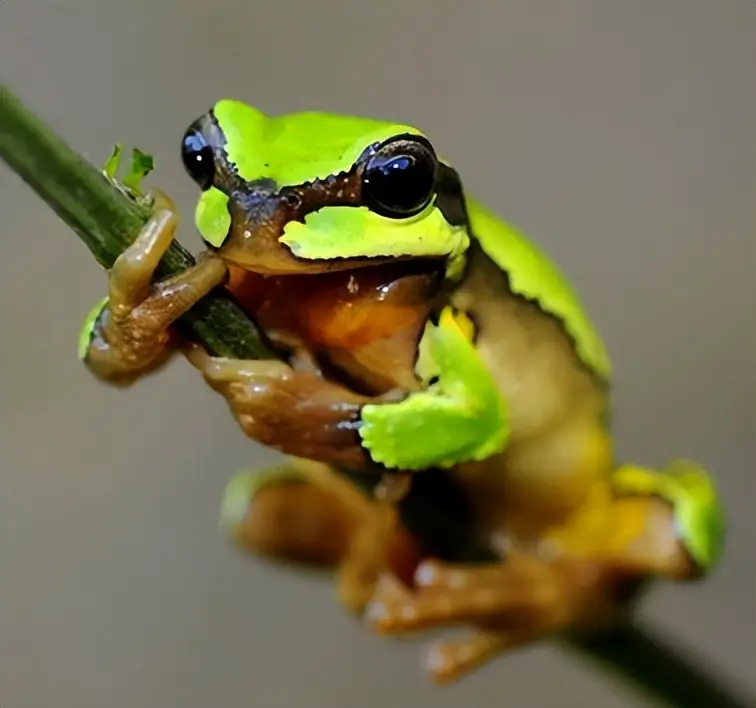 秦岭雨蛙介绍_农村青蛙种类_青蛙frog