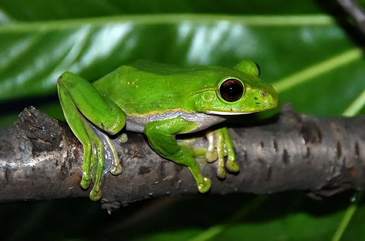 青蛙frog_秦岭雨蛙介绍_农村青蛙种类