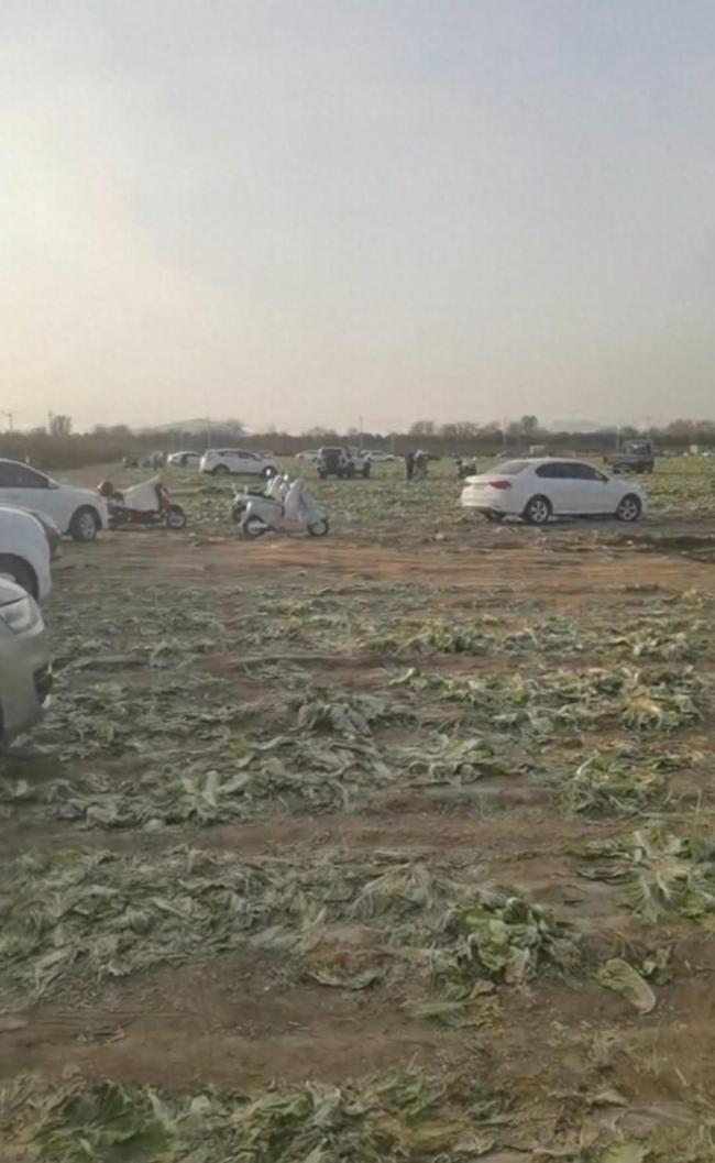 数百人“免费摘菜” 菜农损失近百万 网络谣言引发哄抢