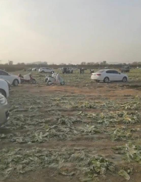 白菜免费摘谁在造谣谁在传谣 谣言致近百万损失