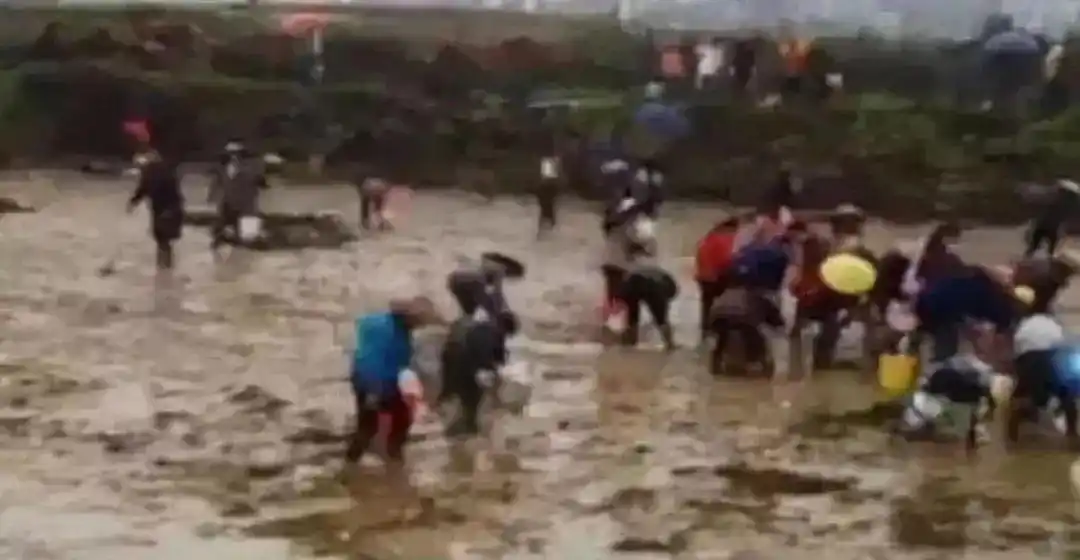 近200亩白菜被哄抢 官方通报_湖北村民哄抢200亩萝卜事件_湖南大学生养虾基地被哄抢案例