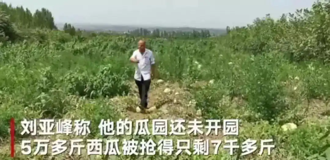 近200亩白菜被哄抢 官方通报_湖南大学生养虾基地被哄抢案例_湖北村民哄抢200亩萝卜事件