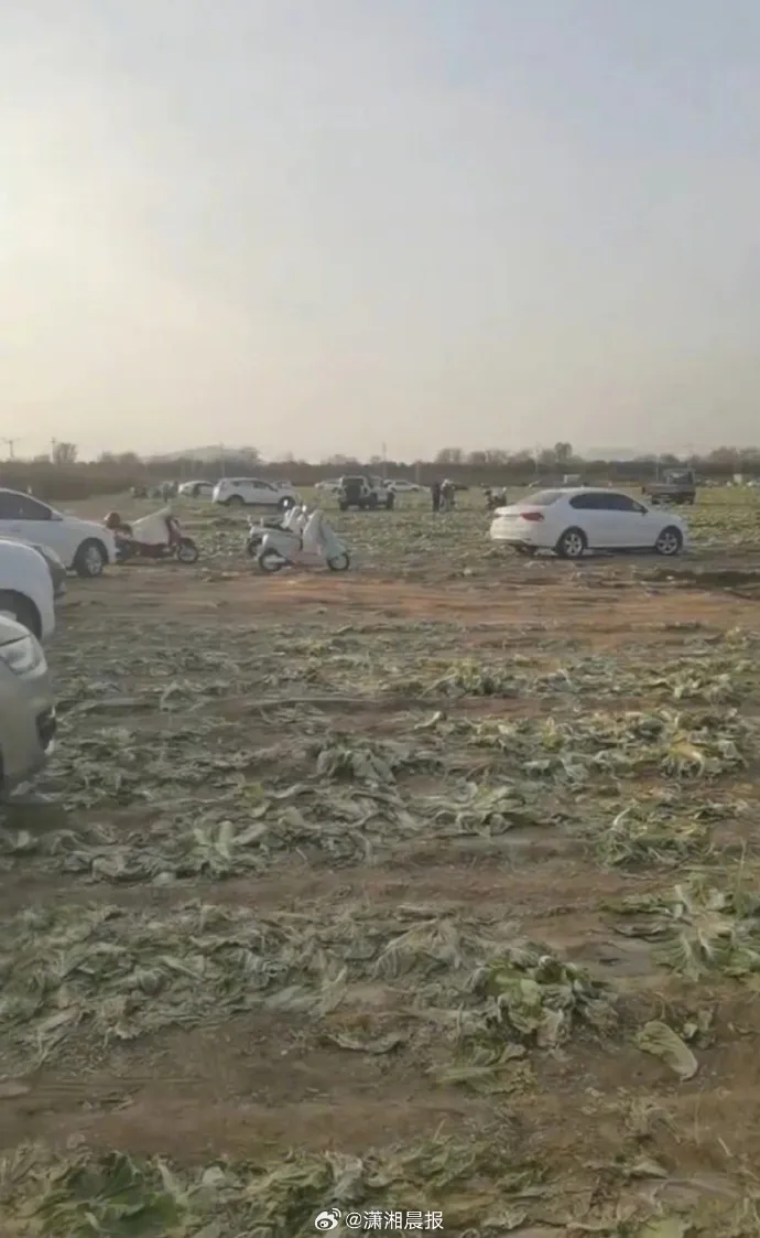 近200亩白菜被哄抢 官方通报_内蒙古白菜遭哄抢_白菜免费事件