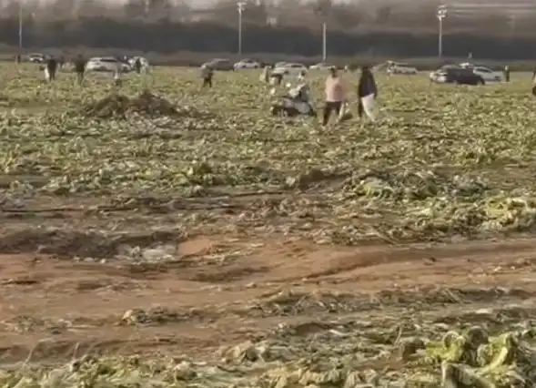 上百亩白菜被“白采”，谁该为“免费”买单？丨中听