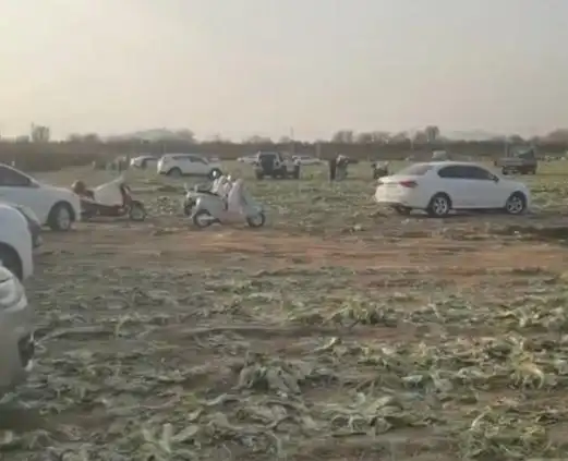 内蒙古白菜被白采_白菜免费事件_近200亩白菜被哄抢 官方通报