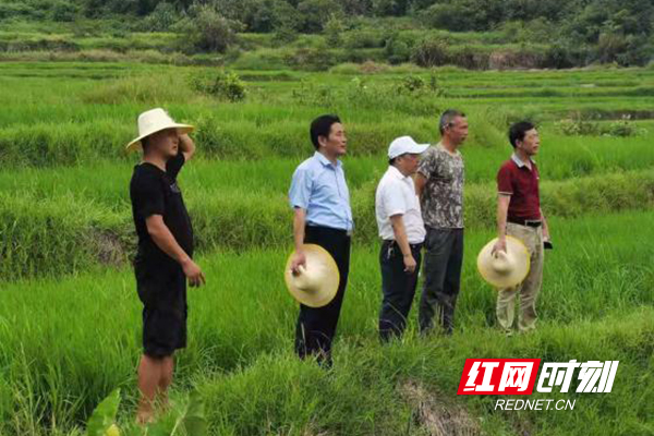 芦淞区科技专家助推功能农业技术创新