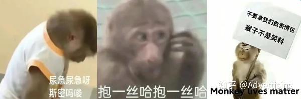 “动物文学”又是不想当人的一天！卡皮巴拉、吗喽与鼠鼠 你想当哪个？