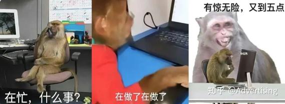 年轻人动物表情包_卡皮巴拉豚门文化_鼠鼠火箭