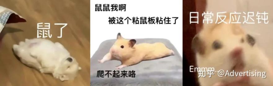 鼠鼠火箭_卡皮巴拉豚门文化_年轻人动物表情包
