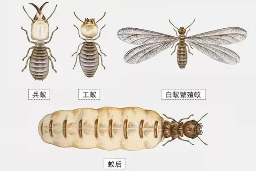 进化的世界_蚂蚁进化过程_蚂蚁社会性研究