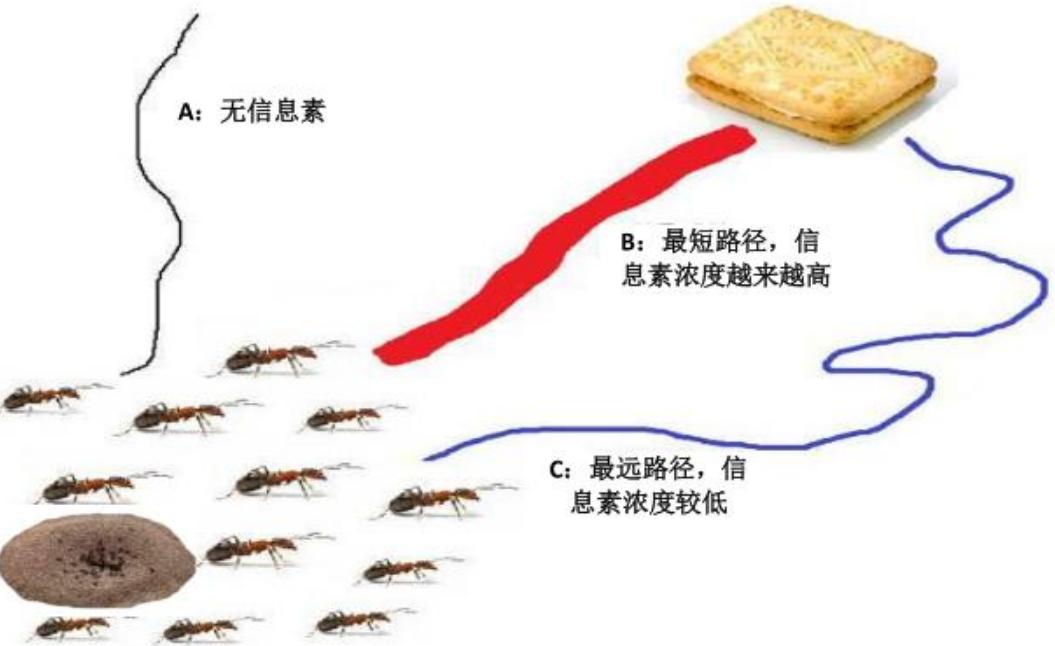 进化的世界_蚂蚁进化过程_蚂蚁社会性研究
