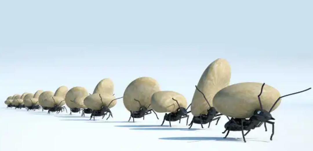 蚂蚁进化过程_蚂蚁社会性研究_进化的世界
