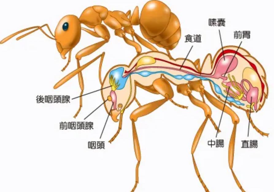 进化的世界_蚂蚁进化过程_蚂蚁社会性研究