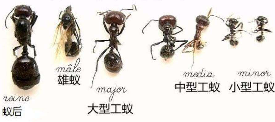 进化的世界_蚂蚁社会性研究_蚂蚁进化过程
