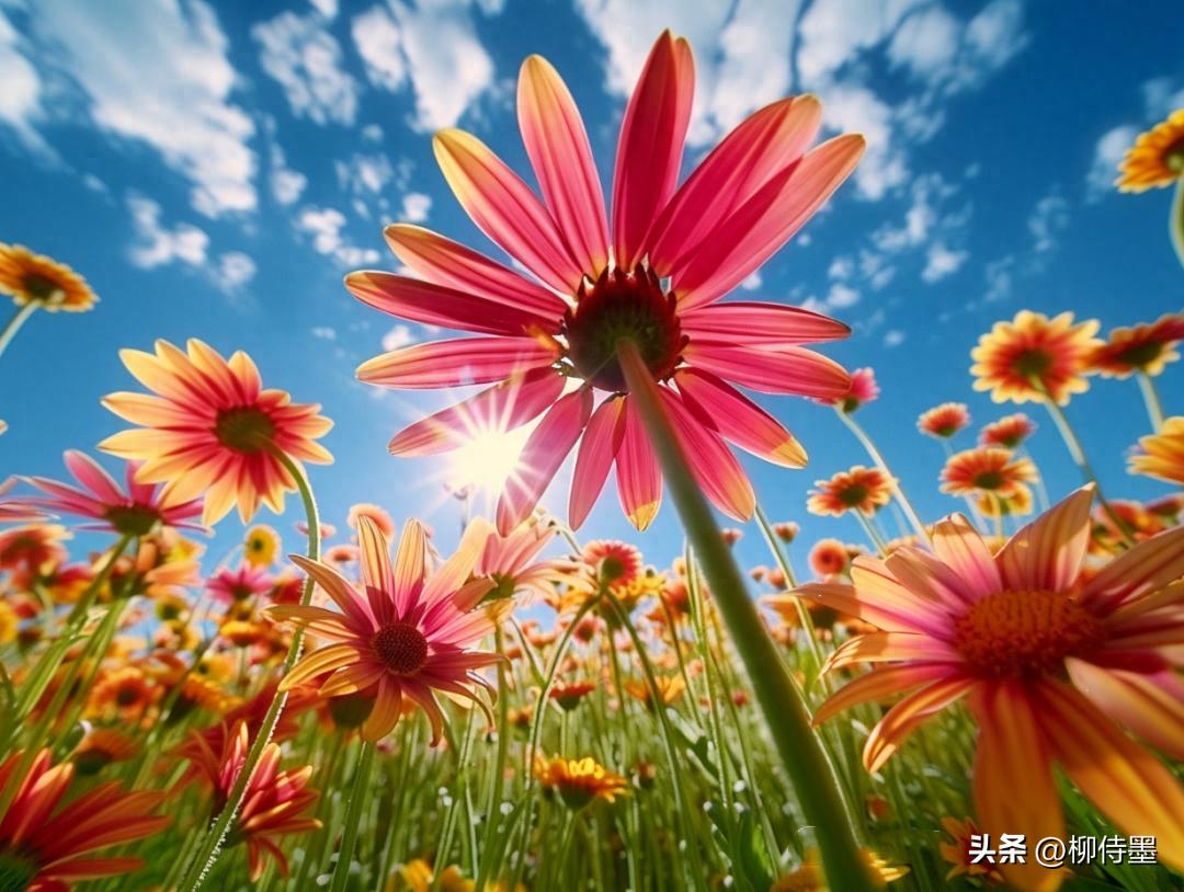 超广角拍照方法_手机广角摄影技巧_如何用18一140的镜头拍郁金香