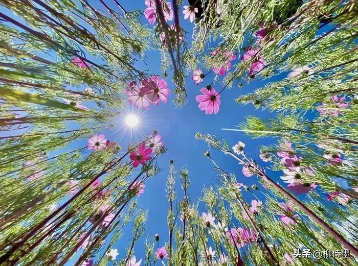超广角拍照方法_手机广角摄影技巧_如何用18一140的镜头拍郁金香