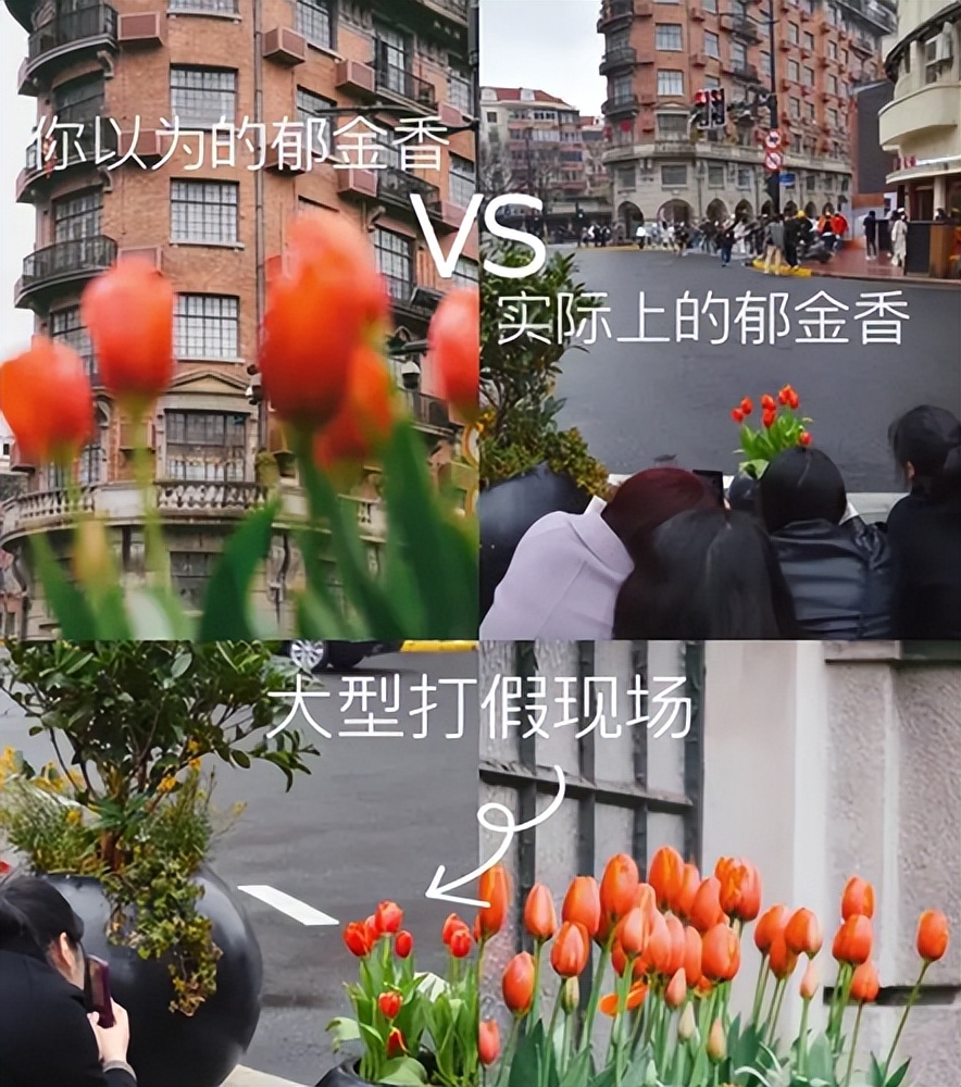 如何用18一140的镜头拍郁金香_武康路郁金香摄影 观念摄影艺术 表达主观意图的摄影