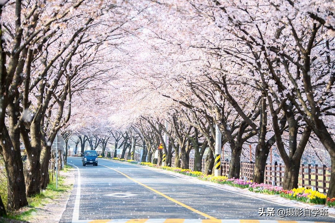 日常摄影技巧_手机摄影技巧分享_如何用18一140的镜头拍郁金香