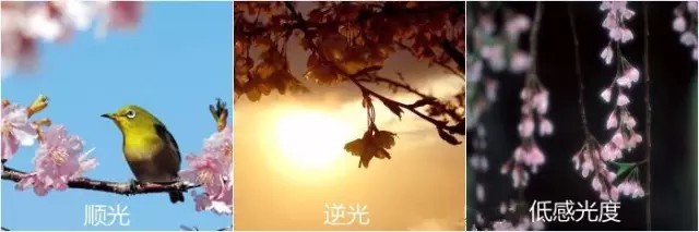 如何用18一140的镜头拍郁金香_花卉人像拍摄技巧_拍出唯美人像的七个要点