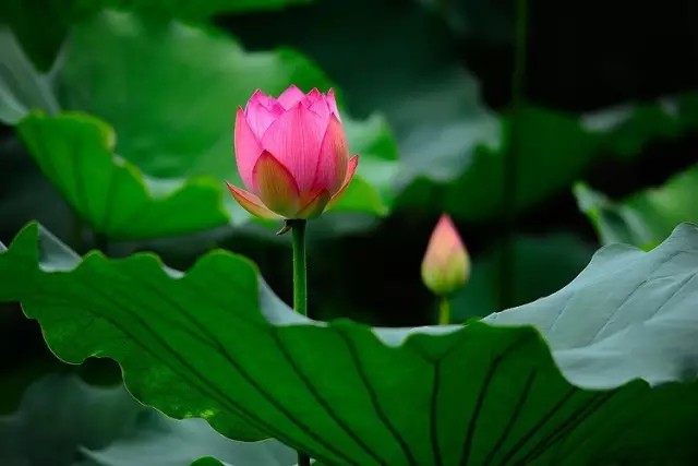 拍出唯美人像的七个要点_花卉人像拍摄技巧_如何用18一140的镜头拍郁金香