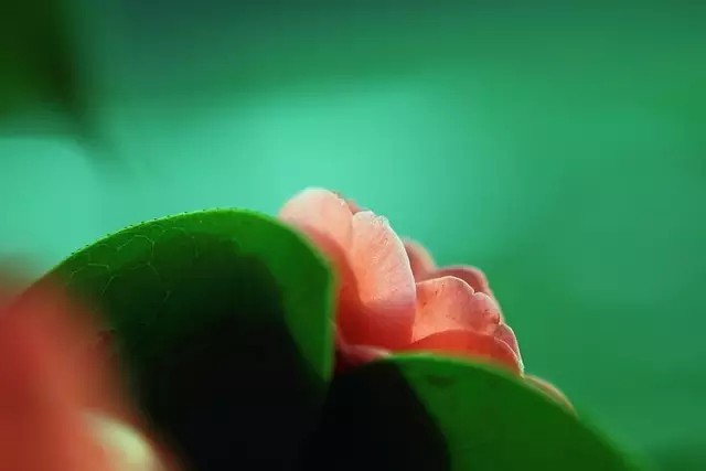 如何用18一140的镜头拍郁金香_花卉人像拍摄技巧_拍出唯美人像的七个要点