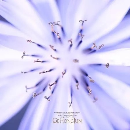 花卉人像拍摄技巧_拍出唯美人像的七个要点_如何用18一140的镜头拍郁金香