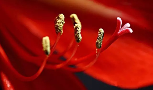 如何用18一140的镜头拍郁金香_拍出唯美人像的七个要点_花卉人像拍摄技巧
