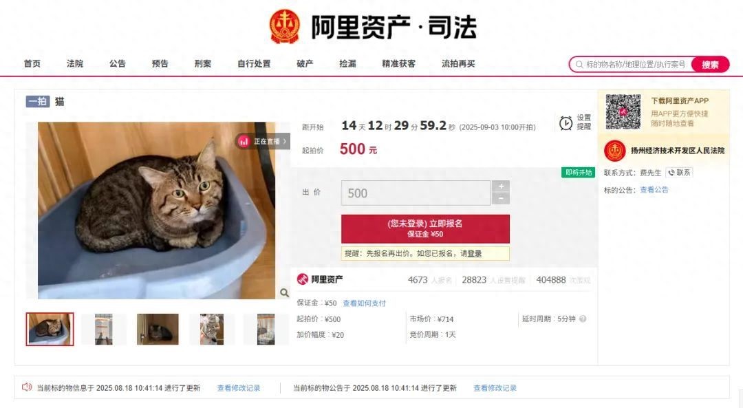 宠物信息获取失败 5_拍卖宠物抵债 理由合法性 猫咪竞拍法律程序