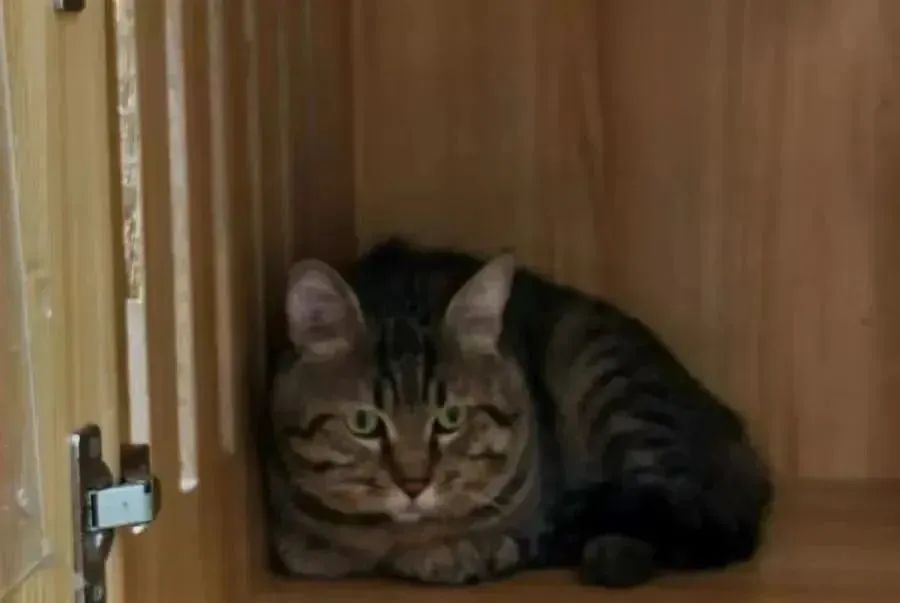 拍卖宠物抵债 理由合法性 猫咪竞拍法律程序_宠物信息获取失败 5